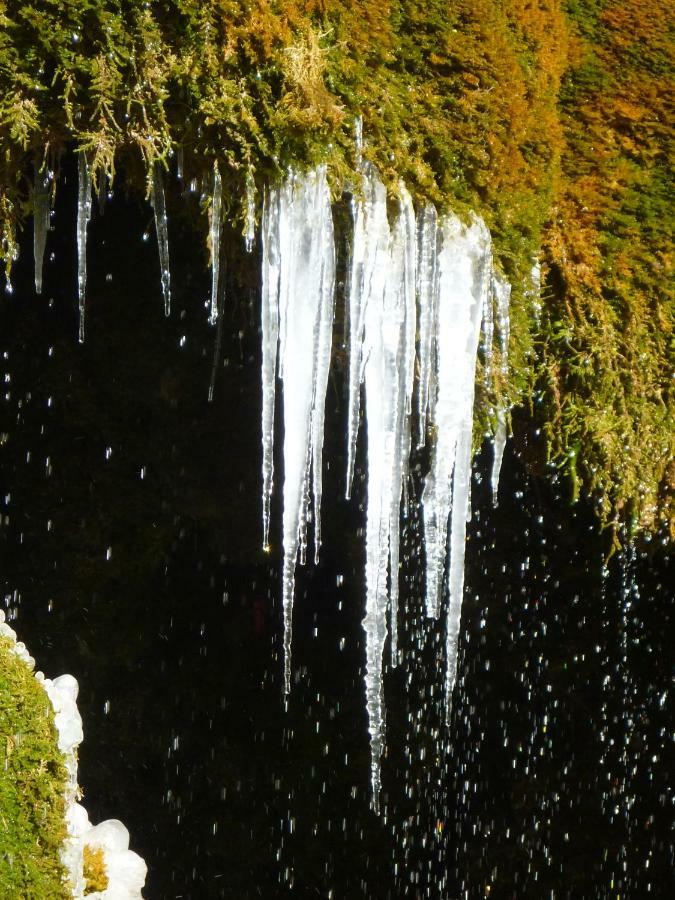 Wolfs Ferienhaus - Natuerlich Eifel بلانكينهييم المظهر الخارجي الصورة